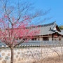 허균 허난설헌 생가 기념공원 , 강원도 3월 4월 홍매화 명소