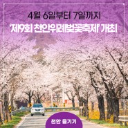 ‘제9회 천안위례벚꽃축제’, 4월 6일부터 7일까지 개최