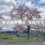 경주 벚꽃 명소 개화시기, 대릉원 돌담길 벚꽃축제