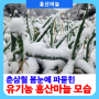 춘삼월 봄눈에 파묻힌 유기농 홍산마늘 눈꽃 모습