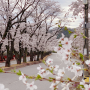 2024 에덴벚꽃길 벚꽃축제 기본정보 가평 벚꽃명소 봄 나들이