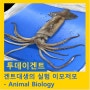 겐트대생의 실험 이모저모 - 2학년(BA2) Animal Biology 실습소개