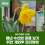 봄의 전령사 수선화 매년 꽃을 보기 위한 개화 후 관리 방법