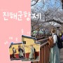 [진해군항제] 여좌천로망스 벚꽃현황 (사진맛집정보)