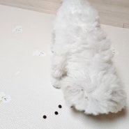 강아지매트 : 퍼핑 펫매트 러그형 사용기 ♩ 비숑 퍼핑서포터즈 펫밀리 20기