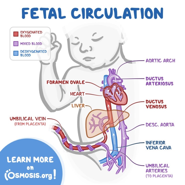 태아순환 fetal Circulation : 네이버 블로그