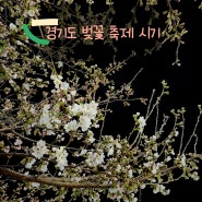 봄나들이 계절 경기도 벚꽃 축제 소식 4월5일~7일 변경