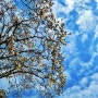 일동공원 봄 풍경 목련꽃 피고 핑크색 벚꽃을 쪼아대는 직박구리