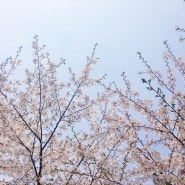 동네주민이 추천하는 망원한강공원 벚꽃놀이 루트
