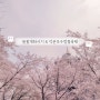 2024 봄꽃개화시기 서울 석촌호수 벚꽃축제