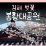 김해 봉황대공원 벚꽃 피크닉 봉황동유적