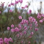 남해 응봉산(선구리-은산 구간) 진달래꽃 (2024.3.26)