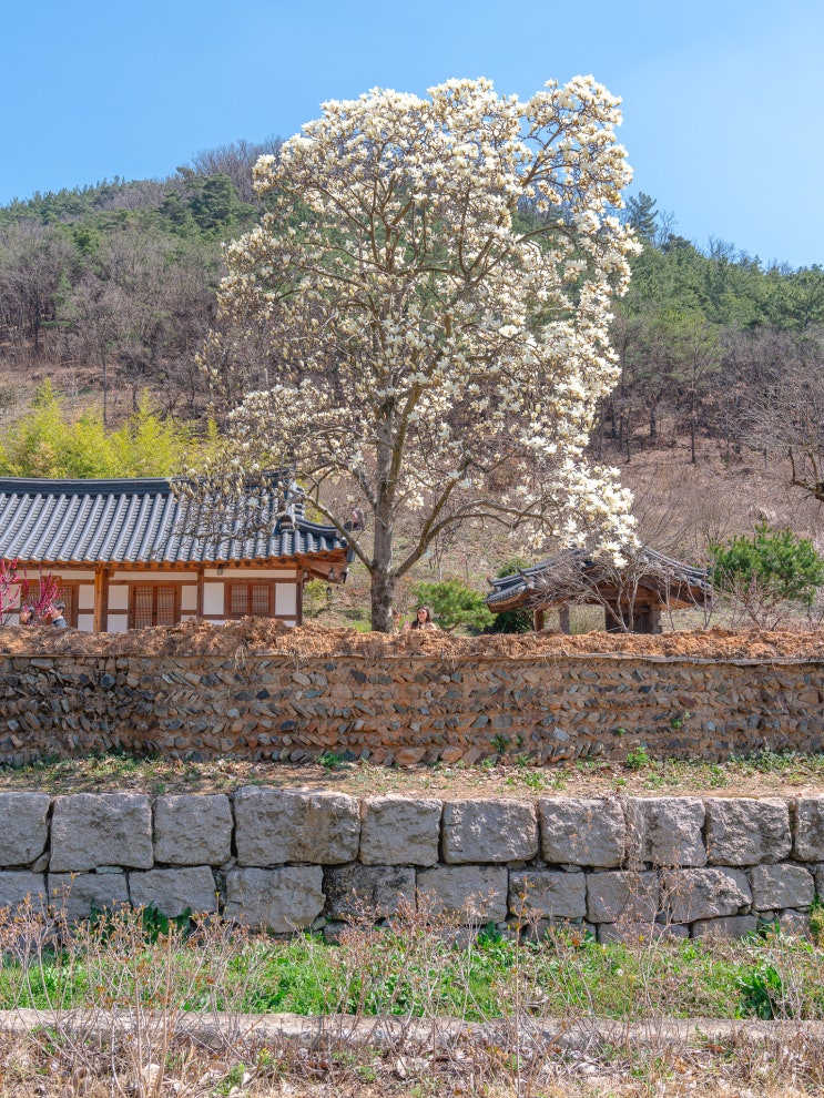 대구 가볼만한곳 한옥과 어우러진 봄꽃 명소 옻골마을 목련...