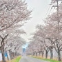 2024 전남 영암벚꽃축제 가수부터 프로그램 총정리 (ft. 왕인문화축제)