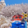 미리보는 창원근교 벚꽃놀이 : 진해군항제, 김해 가야랜드, 창녕 연지못