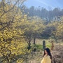 경기도 이천 산수유마을 산수유축제, 주말 봄꽃구경 가볼만한곳