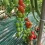 유기농대추토마토 가격 책정