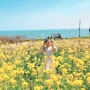 울산 2024년 슬도 유채꽃 사진 명소+ 생태체험