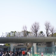 도쿄여행 우에노공원 동물원 꼭 한번 가볼만한곳 추천!