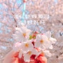 2024년 일본 벚꽃 개화시기 및 만개시기(오사카 벚꽃 명소 추천)