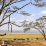 아프리카 케냐 여행 나이로비 가볼만한곳 나이바샤 나쿠루 기린센터