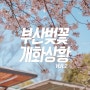 부산 벚꽃 실시간 개화 상황(3월 26일자) 만개 시기는? 달맞이고개 남천삼익비치 온천천
