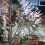 앵두나무,앵두꽃, 봄화단에 어울리는 꽃과 나무, 봄꽃