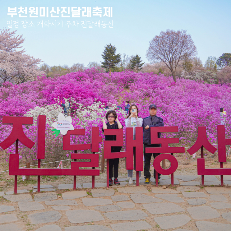 부천 원미산 진달래축제 일정 장소 개화시기 주차 진달래동산