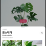 “이제 정원·베란다 텃밭도 AI로 가꿔요”.. 식물 학명 식별, 병충해 진단·분류 사진첩 탑재 AI 앱 '버픽' 출시