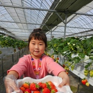 송산신도시 근처 딸기체험 따올기 농장 예약 방법 및 이용