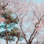 과천 경마장 2024 렛츠런파크 서울 벚꽃축제 '벚꽃야경' 기본정보 주차 입장료 일정