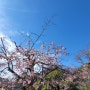 24.3.26일 기준 도쿄 벚꽃 근황 + 벚꽃명소 모음