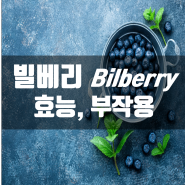 빌베리 Bilberry 효능, 부작용, 추천제품