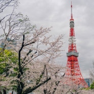도쿄봄여행] 도쿄타워와 벚꽃을 볼 수 있는 시바공원, 시크릿 도쿄타워스팟