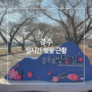 2024 경주 벚꽃 명소 3/27 실시간 개화 시기 상태
