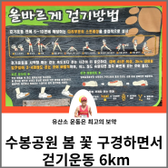 인천 수봉공원 봄 꽃 구경하면서 걷기 운동 6km