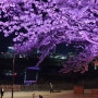 [3년 전 오늘] 순천가볼만한곳 만개한 동천 벚꽃길 형형색색의 야간경관. 벚꽃힐링명소