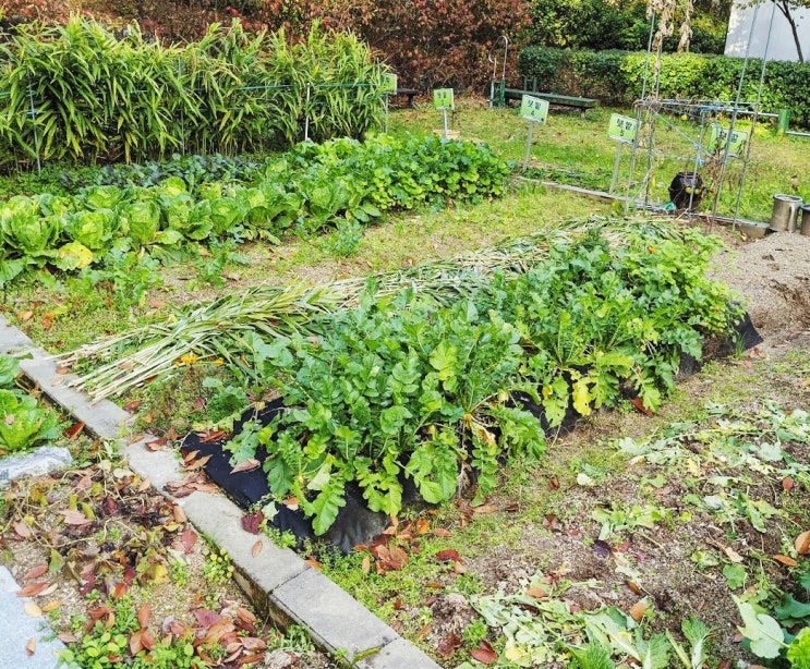 텃밭 가꾸기 팁과 밭 만드는 순서,방법 알아보기 : 네이버 블로그