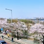 2024 여의도 벚꽃축제, 서울 윤중로 벚꽃 미리 알고 가면 좋은 기본정보