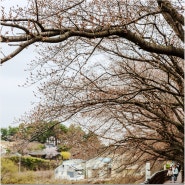 대전 가볼 만한 곳 봄축제 2024 대청호 벚꽃 축제 기본정보 프로그램 행사장배치도 주차장 셔틀버스