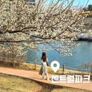 인천 송도 가볼만한곳 벚꽃명소 센트럴파크에서 매화와 산수유 개화현황 먼저 구경