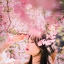 벚꽃 같은 핑크색 봄꽃 야외 개인스냅 헬로나나 필름스냅