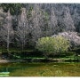 기장 용소 웰빙공원 벚꽃 수양벚꽃 피는 3월의 봄