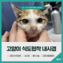 의정부 고산동물병원 코숏 고양이 식도협착 내시경 풍선시술