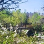 [부산] 4월, 5월 피크닉, 산책하기 좋은 공원 :: 대연동 평화공원, 부산 벚꽃, 목련 겹벚꽃 유엔기념공원