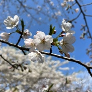 서귀포 벚꽃명소 예래생태공원 현재 벚꽃개화상태