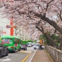 부산 벚꽃 명소 갈곳, 남천동 삼익비치 실시간 개화상황!