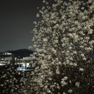 봄이다아아(꽃 사진 음식 사진 짱 많음) 3월