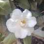 하얀 동백꽃과 냉이 그리고 비