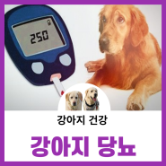 강아지 당뇨 원인,초기증상,치료 및 관리방법